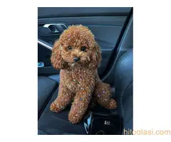 Nove bebice toy I mini pudle - 5