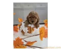 Nove bebice toy I mini pudle - 7