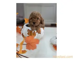 Nove bebice toy I mini pudle - 8
