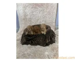 Patuljaste pudle prelepi štenci