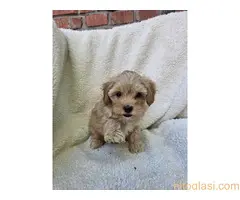 Maltipoo stenci spremni su za preuzimanje - 2