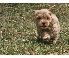 Maltipoo stenci spremni su za preuzimanje - 4