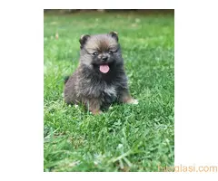 Pomeranski spic, prelepog krzna
