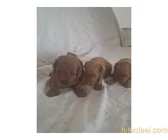Prodajem patuljaste pudle