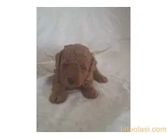 Prodajem patuljaste pudle - 2