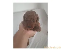 Prodajem patuljaste pudle - 4