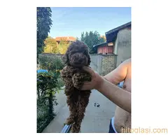 Na prodaju crveni štenci patuljaste pudle - 4