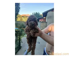 Na prodaju crveni štenci patuljaste pudle - 5