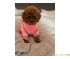 Nove bebice toy I mini pudle - 2