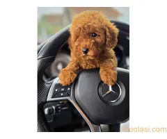 Nove bebice toy I mini pudle - 6