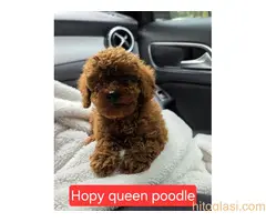 Nove bebice toy I mini pudle - 7