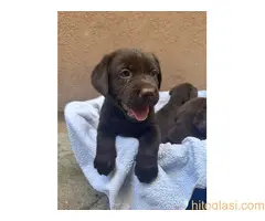 Cokoladni labrador
