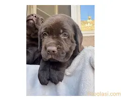 Cokoladni labrador - 2