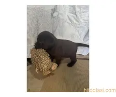 Cokoladni labrador - 3
