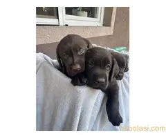 Cokoladni labrador - 6