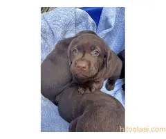 Cokoladni labrador - 7