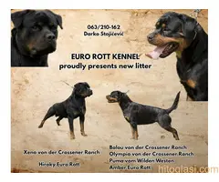 Dve vrhunske ženke R O T V A J L E R A