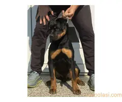 Dve vrhunske ženke R O T V A J L E R A - 3