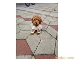 Toy pudle maleni mečići - 3