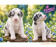 Border collie štenci - 2