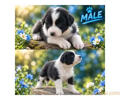 Border collie štenci - 3