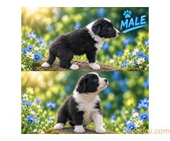 Border collie štenci - 4