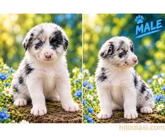 Border collie štenci - 5