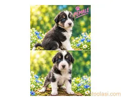 Border collie štenci - 6