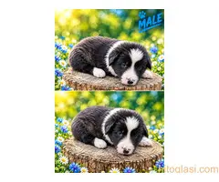 Border collie štenci - 7