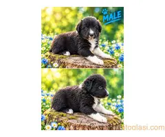 Border collie štenci - 8