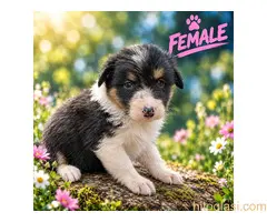 Border collie štenci - 9