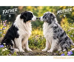 Border collie štenci - 10