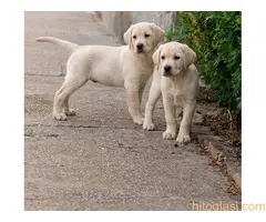 Zenke labrador retriver