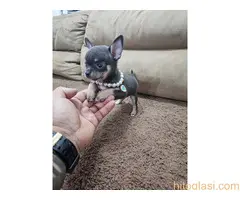 Egzotične mikro čivave