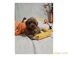 Toy Crvena Pudla/Crvene Pudle - štenci