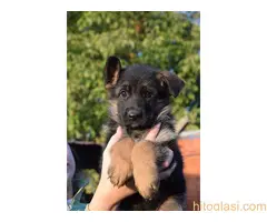 Štenci nemačkog ovčara na prodaju - 3
