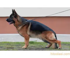 Štenci nemačkog ovčara na prodaju - 7