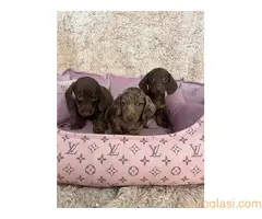 Izuzetni patuljasti kratkodlaki jazavičari - 4