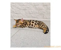 MMaestro_bengal macici