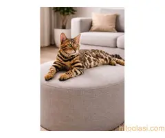 MMaestro_bengal macici - 2