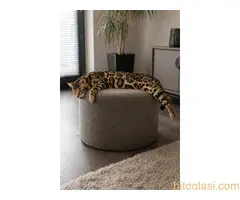 MMaestro_bengal macici - 4