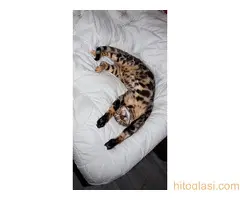 MMaestro_bengal macici - 5