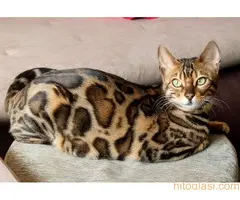 MMaestro_bengal macici - 8