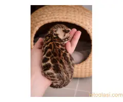 MMaestro_bengal macici - 9