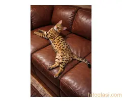MMaestro_bengal macici - 10