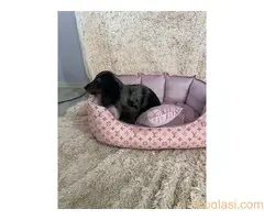 Dugodlaki patuljasti jazavičari merle boje
